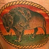buffalo