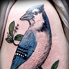 Blue Jay