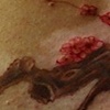 Cherry Blossom Tree