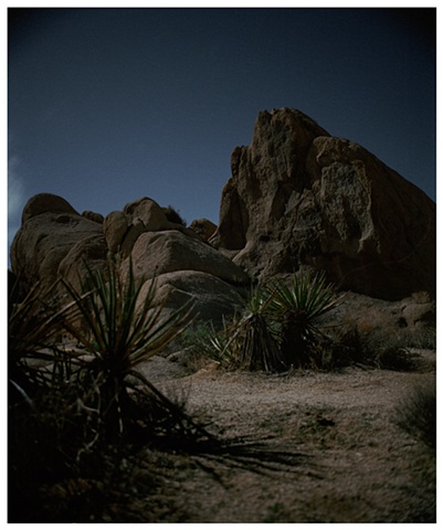 Joshua Tree #2