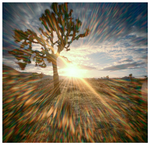 Joshua Tree #1