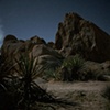 Joshua Tree #2