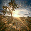 Joshua Tree #1