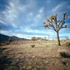 Joshua Tree #2