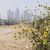 The City Project