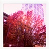 red tree.