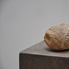 Coprolite