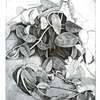 Hoya Plant