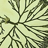 Codium fragile