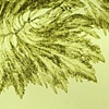 Bryopsis plumosa
