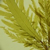 Desmarestia ligulata