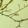 Caulerpa taxifolia

(Listed as one of two algae on the world's 100 worst invasive species list compiled by the IUCN Invasive Species Specialist Group)