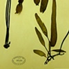 Laminaria sinclairii