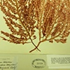 Delesseria decipiens