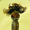 Nereocystis leutkeana 
(pneumatocyst and dry blades 
of a mature plant)