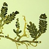 Caulerpa racemosa