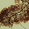 Ceramium pacificum 
(epiphytic on Gracilaria sp)