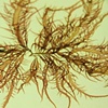 Grateloupia prolongata