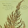 Rhodoptilum densum

(previously Dasya plumosa)