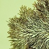 Pikea pinnata