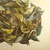 Audubon's Swarm