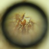 Through the lens