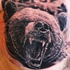 Grizzly Bear