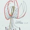 tiger lily