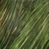 palms