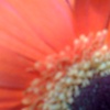 flower abstract