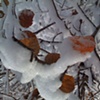 winter abstract