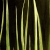 lawn at night