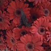 flower absract