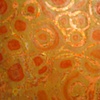 under the microscope