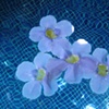 costa rica flowers