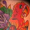 Parrot