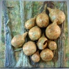 Strange Fruit