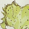 Cactus 12-7-11