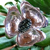 Flower series #11 of 13, bracelet