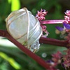 sterling silver ring with moonstone