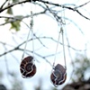 Ammonite earrings
