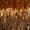 feather bed