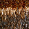 feather bed (detail)