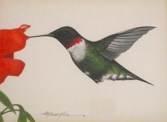 Hummingbird (The Whizzer)
Richard Mueller