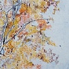 Birch Tree II
