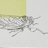 Brood X