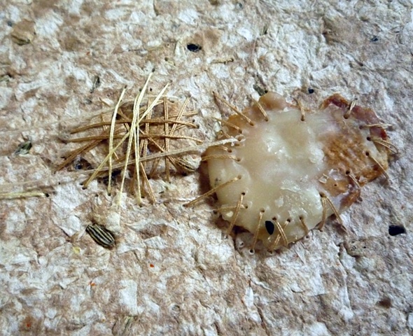 Detail 4