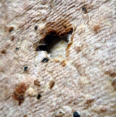4 (detail 5)