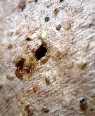 4 (detail 4)