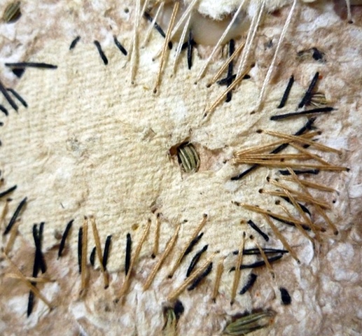Detail 5